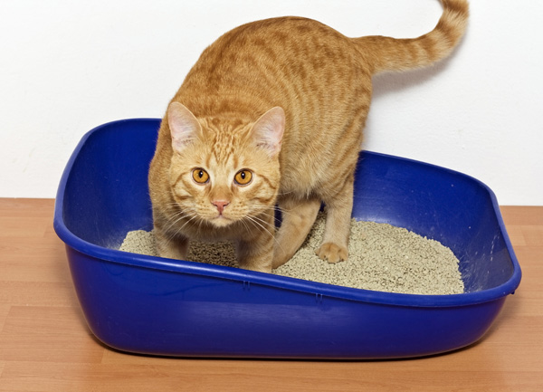 Change the cat's litter box-pregnancy