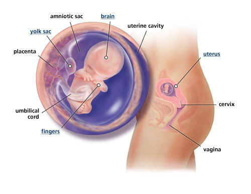 fetal-development-week-10