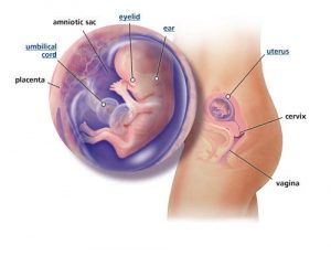 fetal-development-week-12