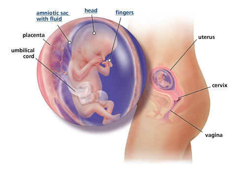 fetal-development-week-13