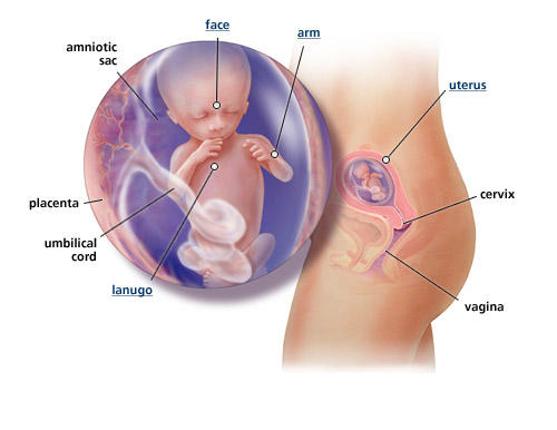 fetal-development-week-14