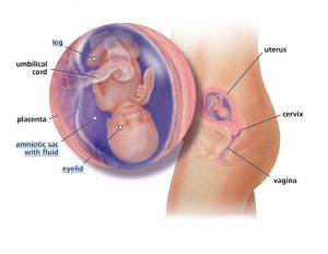 fetal-development-week-15