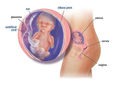 fetal-development-week-17