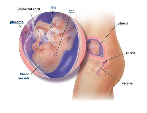 fetal-development-week-18