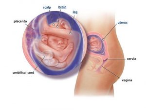 fetal-development-week-19