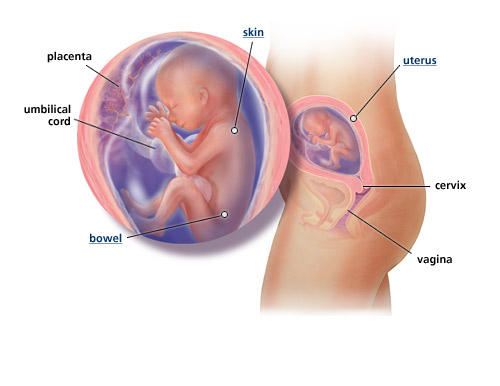 fetal-development-week-20