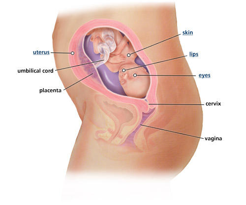 fetal-development-week-22