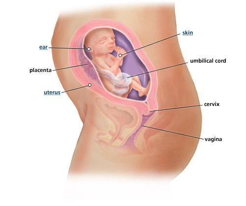 fetal-development-week-23