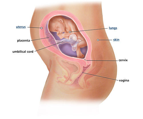 fetal-development-week-24