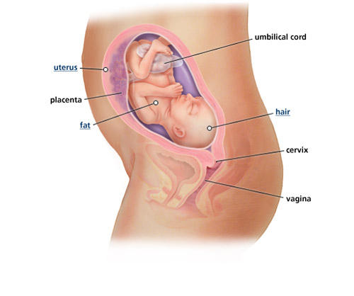 fetal-development-week-25