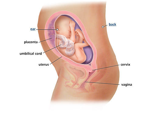 fetal-development-week-26