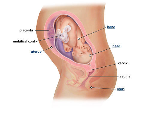 fetal-development-week-29