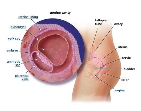 inside the womb-week3