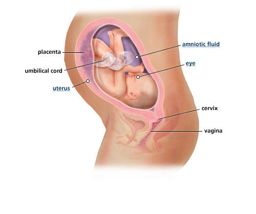 fetal-development-week-30