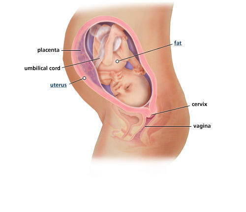 fetal-development-week-31