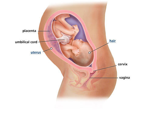fetal-development-week-32