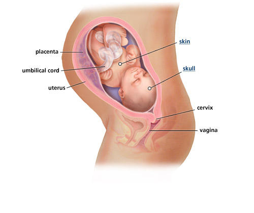 fetal-development-week-33