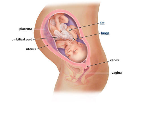 fetal-development-week-34