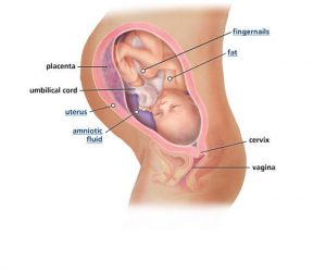fetal-development-week-35