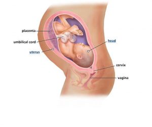 fetal-development-week-36