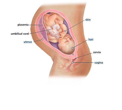 fetal-development-week-37