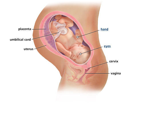 fetal-development-week-38
