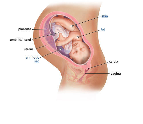 fetal-development-week-39