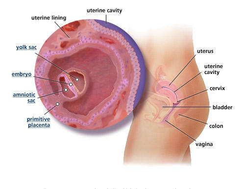 fetal-development-week-4