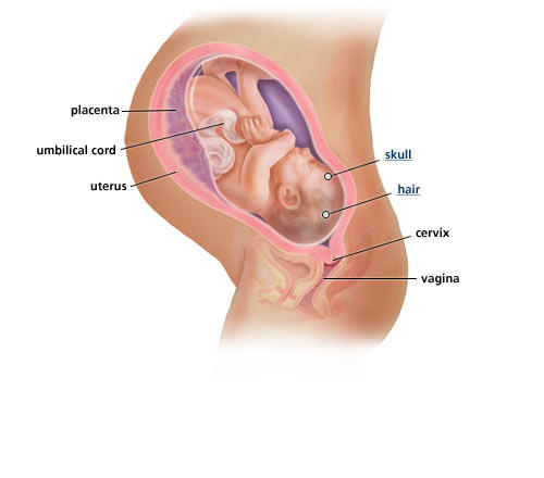 fetal-development-week-40