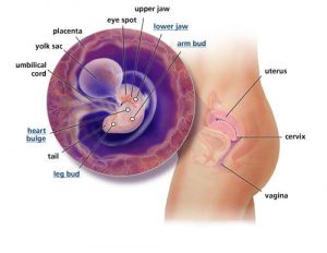 fetal-development-week-6