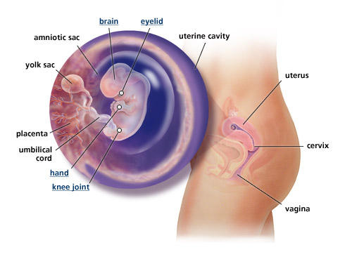 fetal-development-week-8