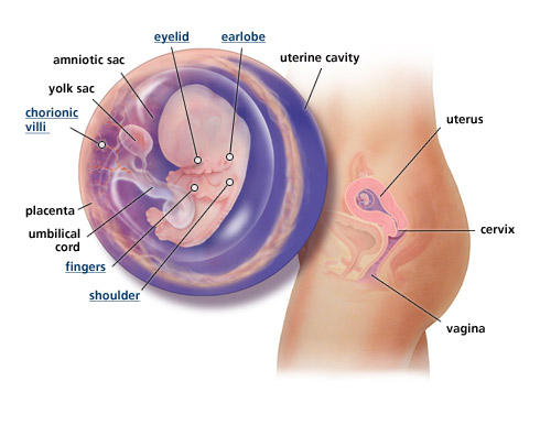 fetal-development-week-9