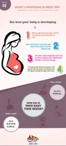 pregnancy-week2-infographics
