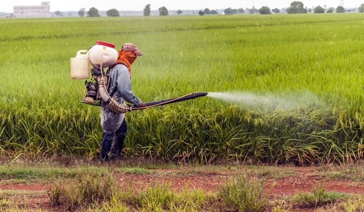 pesticide problems -pregnancy