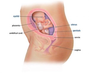 fetal-development-week-21