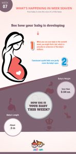 pregnancy-week7