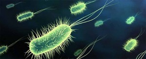 uti-bacteria-pregnancy-kidborn